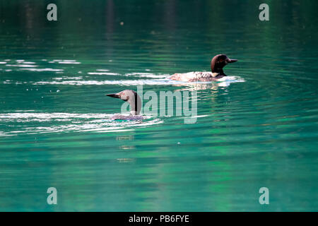 Due loons nuotare nel blu verde acqua Foto Stock