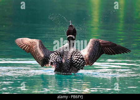 La vista posteriore di una loon come essa viola l'acqua a secco è ali Foto Stock