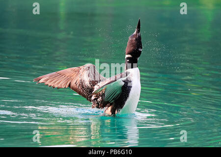 Uno spruzzo di acqua intorno a loon come si tratti di ali Foto Stock