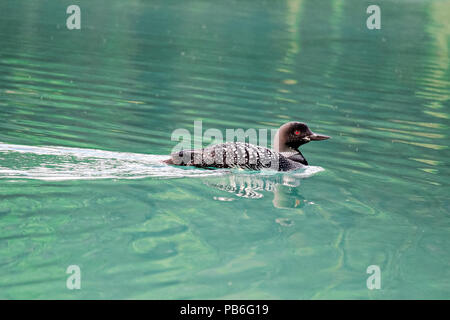 Un comune loon nuota nel blu verde acqua Foto Stock
