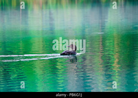 Un comune loon nuota in acqua riflettente Foto Stock