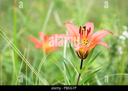 Vista ingrandita di un selvaggio tiger lily Foto Stock