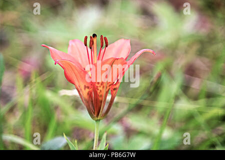 Vista ingrandita di un selvaggio tiger lily Foto Stock