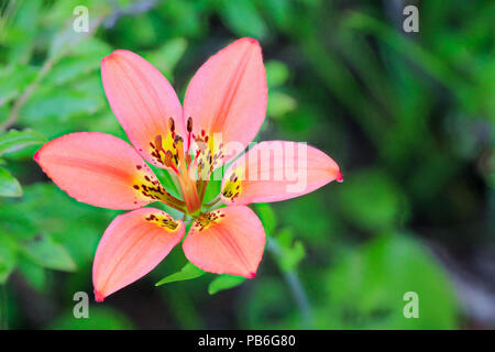 Vista ingrandita di un selvaggio tiger lily Foto Stock