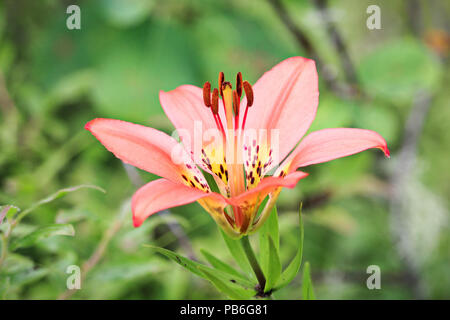 Vista ingrandita di un selvaggio tiger lily Foto Stock