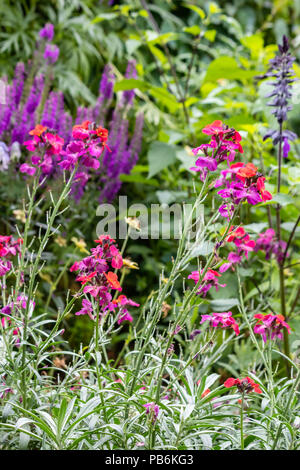 Rosa verde e viola in stato di Washington giardino in estate Foto Stock