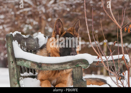 Un bellissimo giocoso pastore tedesco cucciolo di cane sdraiato su una panca in legno in inverno. Foto Stock