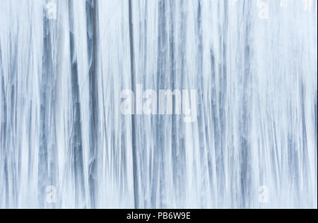 Alberi; pioppo e abete rosso; inverno; la neve e il freddo; modelli nevoso. Foto Stock