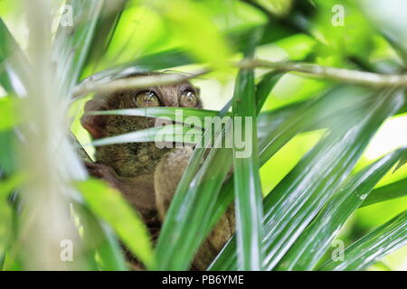 Philippine tarsier -Carlito syrichta- uno dei primati più piccola al mondo si appollaia su un tiro di bambù tra foglie di bambù in una foresta pluviale tropicale Foto Stock