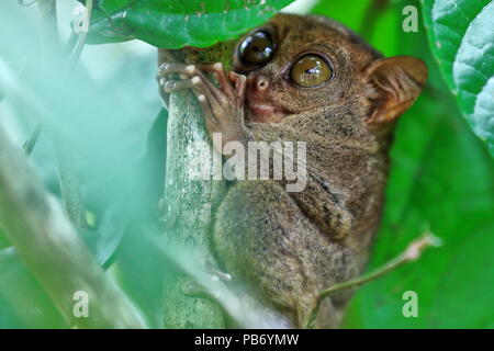 Philippine tarsier -Carlito syrichta- uno dei primati più piccola al mondo si appollaia su un tiro di bambù tra foglie di bambù in una foresta pluviale tropicale Foto Stock