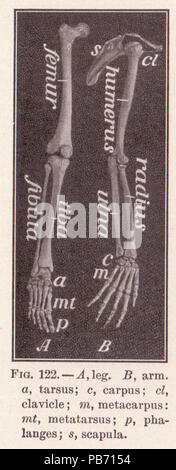 1185 PG 194 la gamba e il braccio ossa Foto Stock