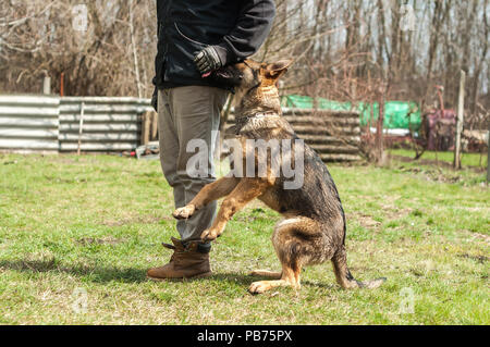 Un pastore tedesco cucciolo addestrati da un cane trainer in un ambiente di verde in una soleggiata primavera. Foto Stock