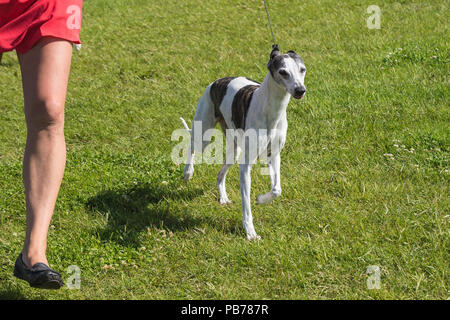 Il whippet cane, Evelyn Kenny Kennel e obbedienza Club dog show, Alberta, Canada Foto Stock