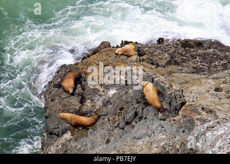 Guarnizioni di tenuta su una sporgenza di roccia nell'Oceano Pacifico ensoleillement stessi Foto Stock