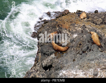 Guarnizioni di tenuta su una sporgenza di roccia nell'Oceano Pacifico ensoleillement stessi Foto Stock