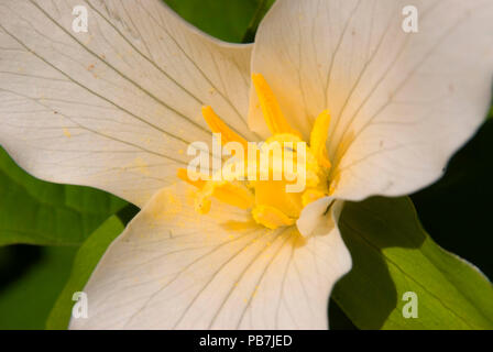 Trillium, Tryon Creek State Park, Oregon Foto Stock