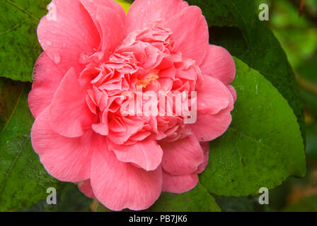 Camellia, Portland Giardino Giapponese, Washington Park, Portland, Oregon Foto Stock