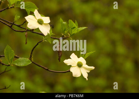 Sanguinello blumi, Nord Santiam parco statale, Oregon Foto Stock