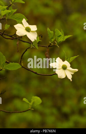 Sanguinello blumi, Nord Santiam parco statale, Oregon Foto Stock