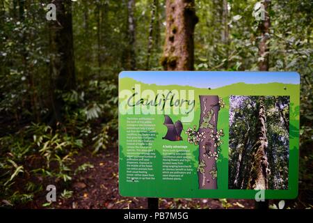 Segno Cauliflory informazioni che descrivono la biodiversità della foresta pluviale alberi di fico, cena cade e il cratere a piedi, altopiano di Atherton, QLD, Australia Foto Stock