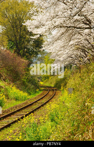 Linea Hisatsu in primavera Foto Stock