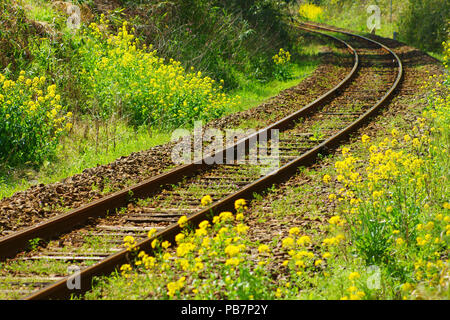Linea Hisatsu in primavera Foto Stock