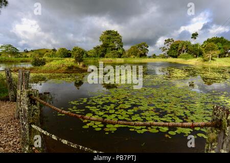 Australian Platypus Park, altopiano di Atherton, QLD, Australia Foto Stock