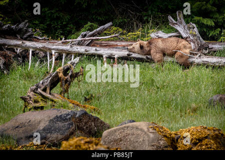 Orso grizzly dormire in Glendale Cove, Cavaliere ingresso, Prime Nazioni Territorio, British Columbia, Canada. Foto Stock