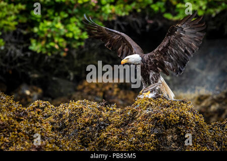 Adulto aquila calva (Haliaeetus leucocephalus) con ali spiegate e un appena catturati seagull negli artigli su alga durante la bassa marea in The Broughton un Foto Stock