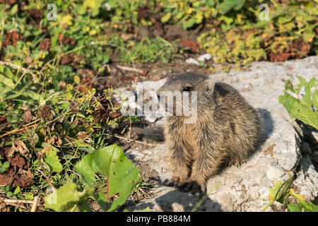 Curioso giovane marmotta alpina cub nelle Alpi Europee di Malbun, Liechtenstein Foto Stock