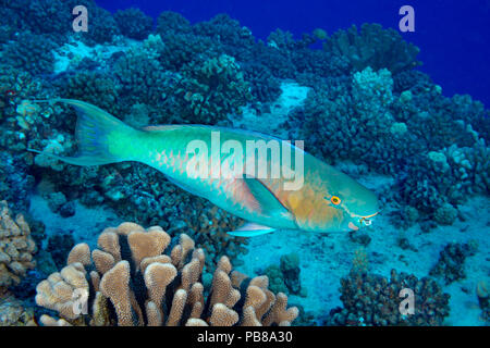 Il terminale o la fase finale di un palenose pesci pappagallo, Scarus psittacus, Hawaii. Foto Stock