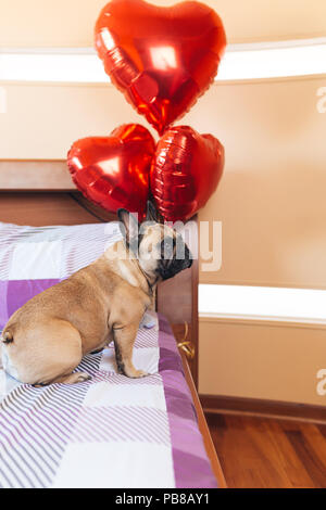 Adorable bulldog francese sul letto. Foto Stock