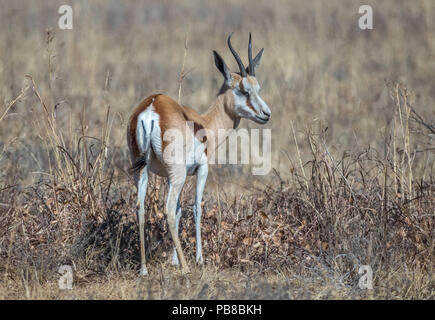 Il springbok è una di medie dimensioni antelope si trovano principalmente nel sud e sud-ovest Africa immagine in formato paesaggio con spazio di copia Foto Stock