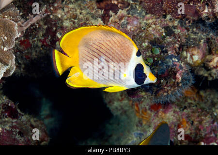 Il filippino butterflyfish, Chaetodon adiergastos, è noto anche come un panda butterflyfish, Filippine. Foto Stock