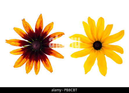 Giallo Rudbekka Fiori su fondo bianco. Foto Studio Foto Stock