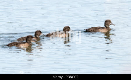 Anatre tufted (bambino) (Aythya fuligula) Foto Stock