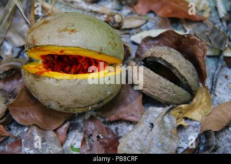 Fresco e Secco seedpods fianco a fianco nella giungla in Guatemala Foto Stock