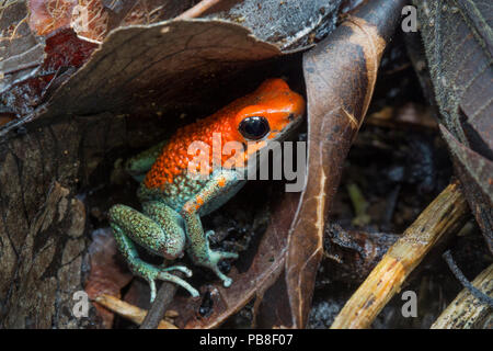 Veleno granulare (rana Oophaga granulifera) Osa Peninsula, Costa Rica. Vulnerabile Lista Rossa IUCN specie. Foto Stock