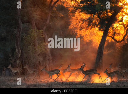 Impala (Aepyceros melampus) allevamento all'alba, Parco Nazionale di Mana Pools, Zimbabwe, Ottobre. Foto Stock