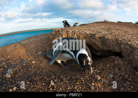 Magellanic penguin (Spheniscus magellanicus) nei pressi di nidificazione burrow sulla costa della Penisola Valdes, Patagonia Foto Stock