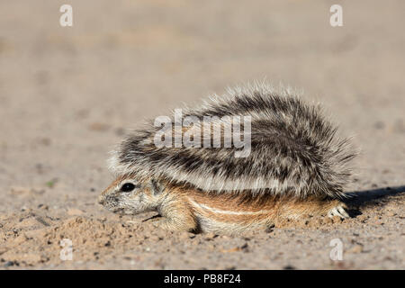 Massa (scoiattolo Xerus inauris) giovani usando il comando tail per ombra, Kgalagadi Parco transfrontaliero, Northern Cape, Sud Africa Foto Stock