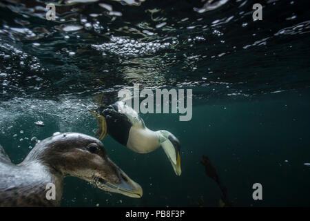 Eiders comune (Somateria mollissima) maschio e femmina immersioni per alimentare in corrente di marea, il Trondelag, Norvegia, febbraio. Foto Stock