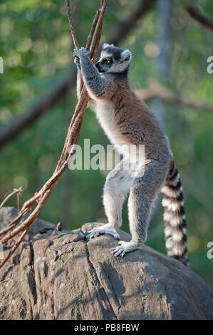 Anello-tailed Lemur (Lemur catta) territorio marcatura, Anjaha comunitaria di conservazione Sito, vicino a Ambalavao, Madagascar. Elogiato in specie singola Portfolio delle Terre Sauvage Natura Immagini Awards 2016. Foto Stock