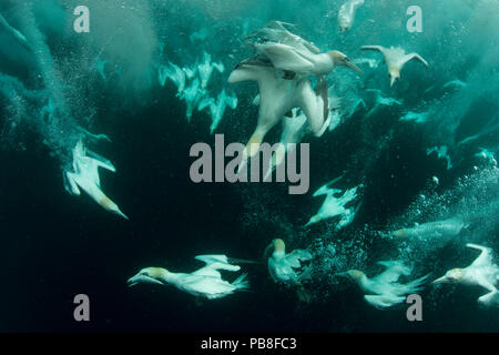 Sule (Morus bassanus) immersioni per nutrirsi di pesce scartato, Shetland, Scozia, Aprile. Foto Stock