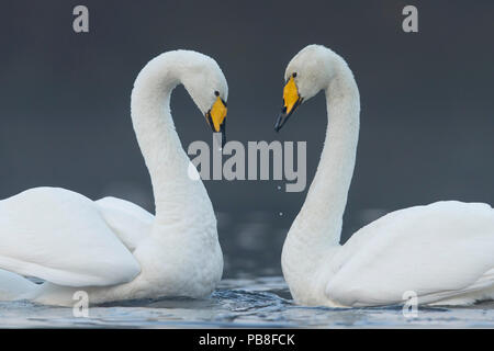 Whooper swan (Cygnus cygnus) coppia sul loch in forma di cuore, Cairngorms National Park, Scotland, Regno Unito, novembre. Foto Stock