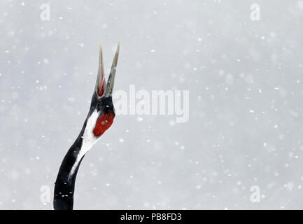 Giapponese / rosso-crowned crane (Grus japonicus) sola gru chiamando, parte di incollaggio e di corteggiamento, Hokkaido in Giappone Febbraio Foto Stock