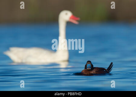 Il lago di anatra (Oxyura vittata), maschio e Coscoroba swan, (Coscoroba coscoroba), La Pampa, Argentina Foto Stock