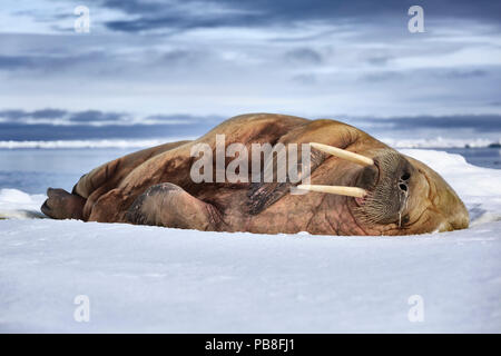 Atlantic tricheco (Odobenus rosmarus) con un naso che cola, suono addormentato su ghiaccio floe, Svalbard, Norvegia, Giugno Foto Stock