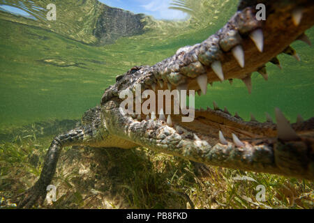 Coccodrillo americano (Crocodylus acutus) extreme close up con ganasce aperte, Banco Chinchorro Riserva della Biosfera, regione dei Caraibi, Messico Foto Stock