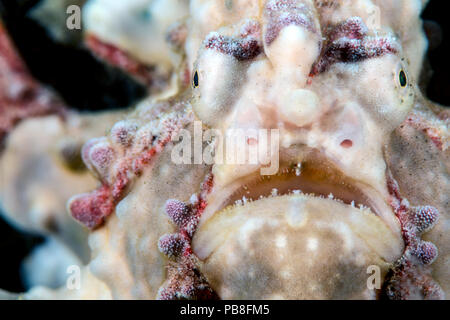 Presenta verrucosa / Clown pesce rana (Antennarius maculatus) ritratto maschile, Anilao, Batangas, Luzon, Filippine, Marzo Foto Stock